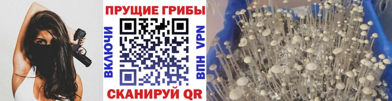 Галлюциногенные грибы Psilocybe  мега маркетплейс  Когалым  даркнет сайт 
